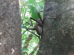 Deinacrida heteracantha