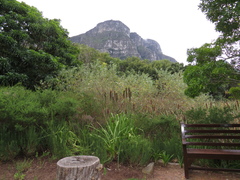 Salix mucronata mucronata