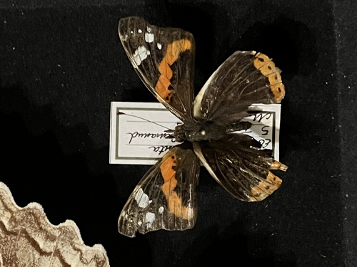 Red Admiral