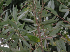 Salix mucronata mucronata
