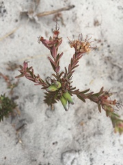 Macrostylis villosa villosa