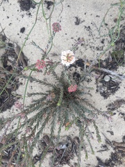 Macrostylis villosa villosa