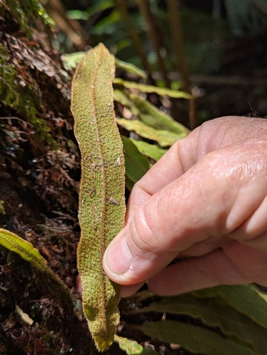 Elaphoglossum paleaceum, photograph 4