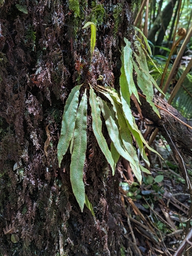 Elaphoglossum paleaceum, photograph 5