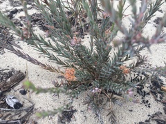 Macrostylis villosa villosa