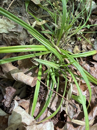 Carex abscondita, 2026-04-07