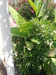 Heliconia latispatha