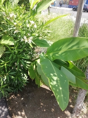 Heliconia latispatha