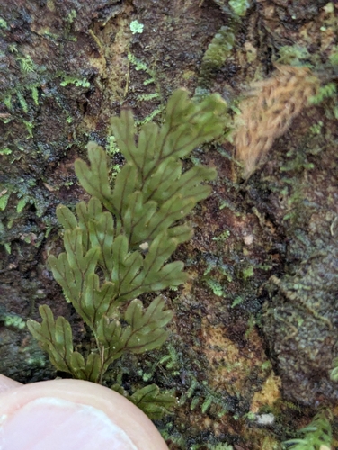 palaihinahina (Hymenophyllum lanceolatum)