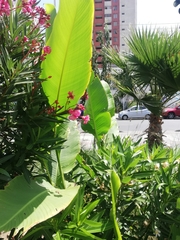 Heliconia latispatha