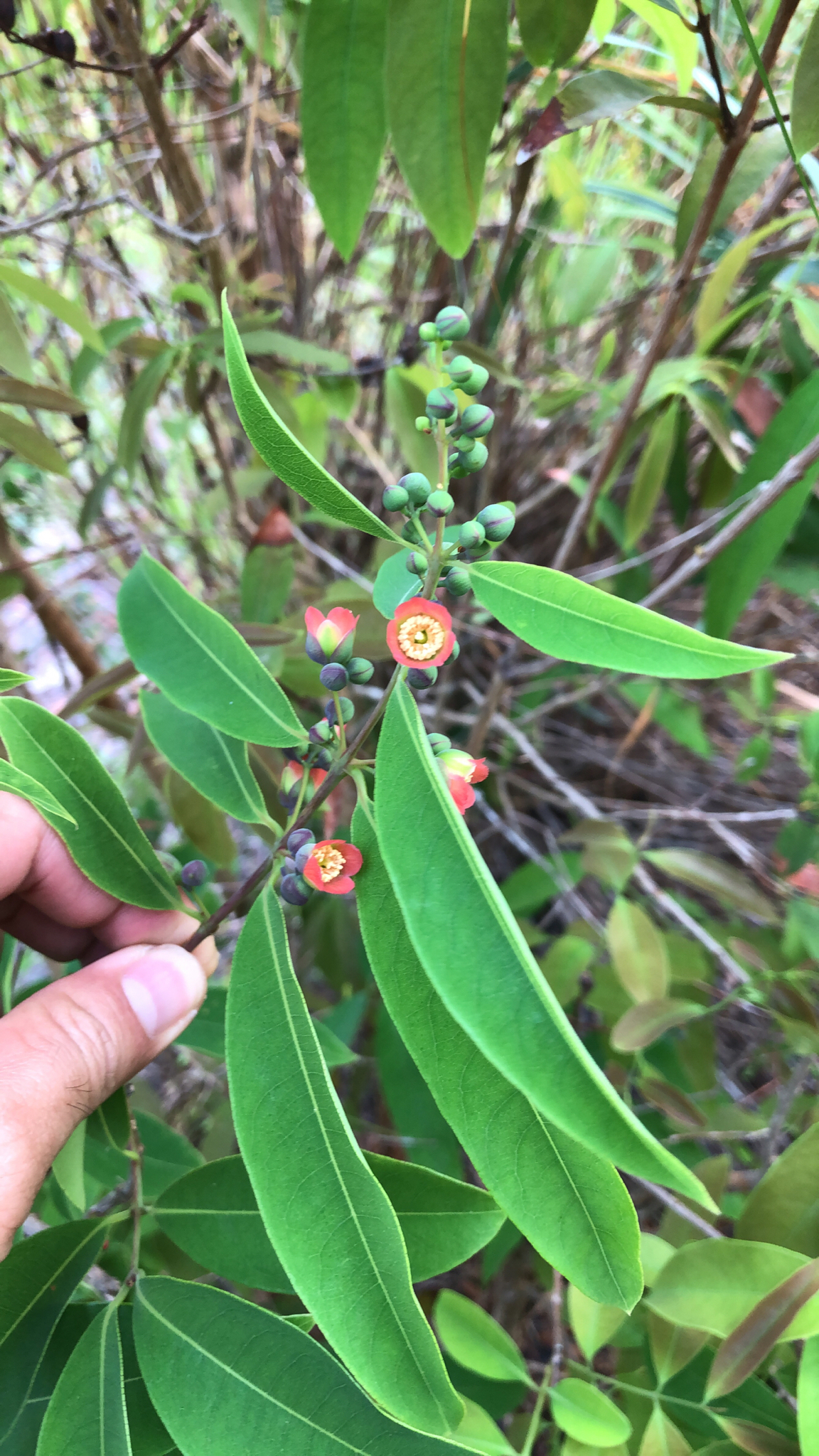 Lành ngạnh nam (Cratoxylum cochinchinense)