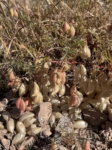 Hassayampa Milkvetch (Astragalus allochrous)