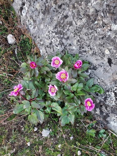 Paeonia corsica