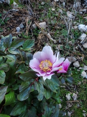 Paeonia corsica, photograph author not stated, no rights reserved