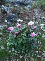 Paeonia corsica, photograph author not stated, no rights reserved