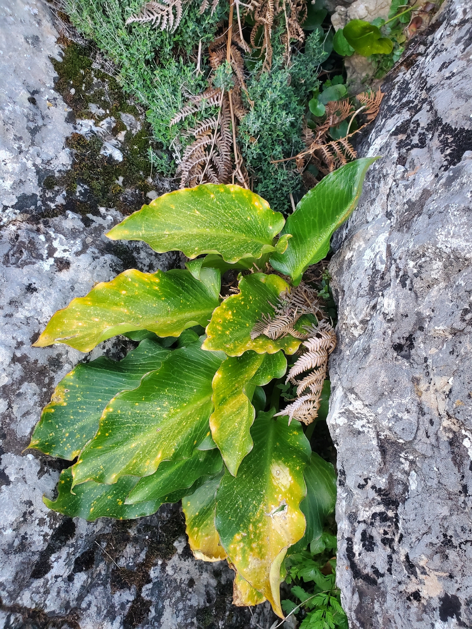 Autumn Arum (Arum pictum)