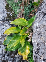Arum pictum, photograph author not stated, no rights reserved