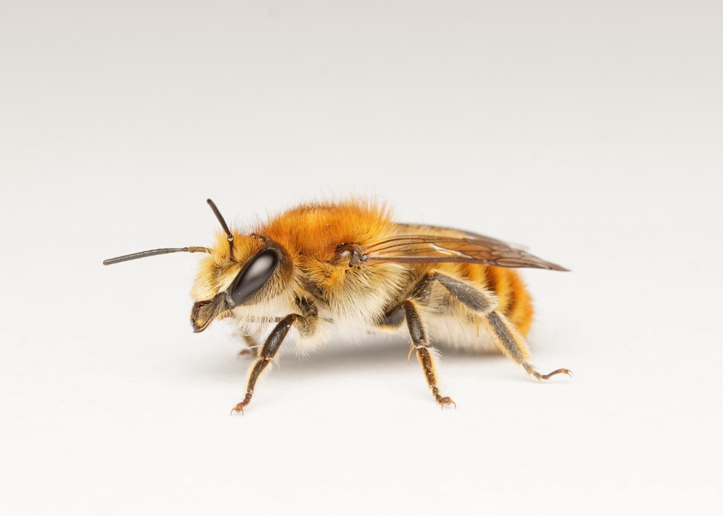 Osmia maxillaris
