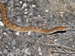 Arizona elegans eburnata