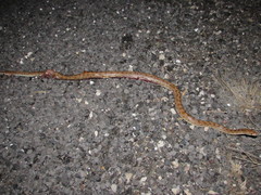 Arizona elegans eburnata