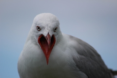 Chroicocephalus novaehollandiae scopulinus