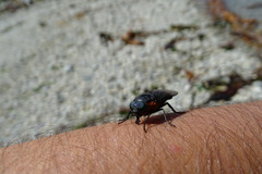Osca lata