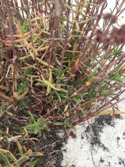 Crassula cymosa