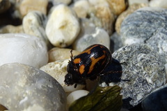 Oryctomorphus bimaculatus