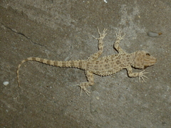Tenuidactylus caspius
