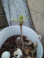 Magnoliopsida