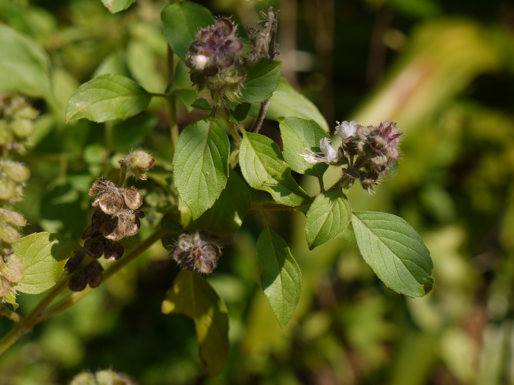 Ocimum kilimandscharicum