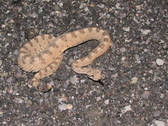 Crotalus cerastes cerastes
