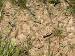 Crotalus cerastes cerastes