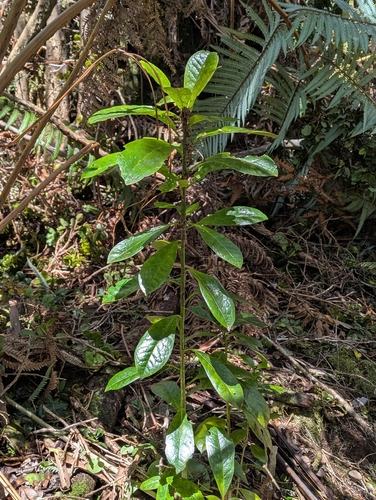 Kāwaʻu (Ilex anomala)