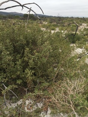 Searsia laevigata villosa