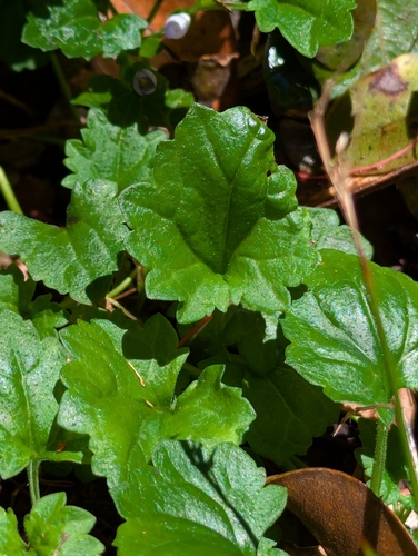 Veronica plebeia observed 2026-04-01