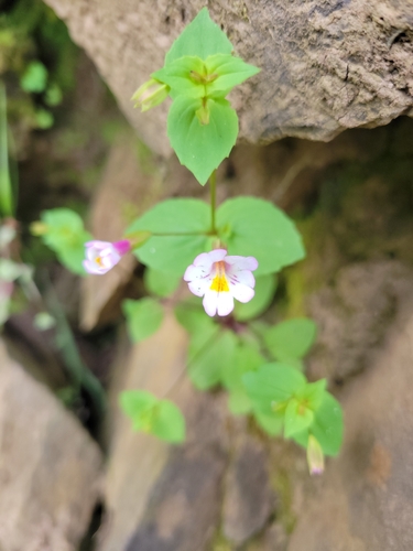 Erythranthe acutidens (Erythranthe acutidens)