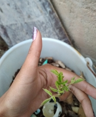 Magnoliopsida