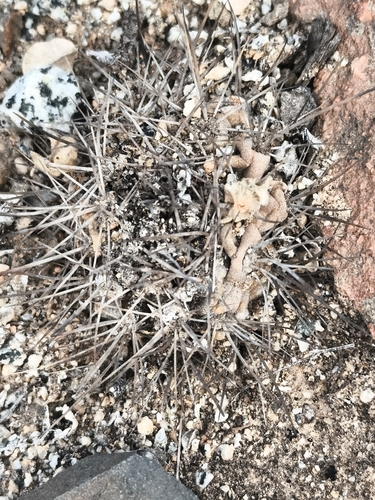 Copiapoa leonensis
