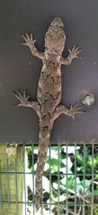 Mokopirirakau granulatus