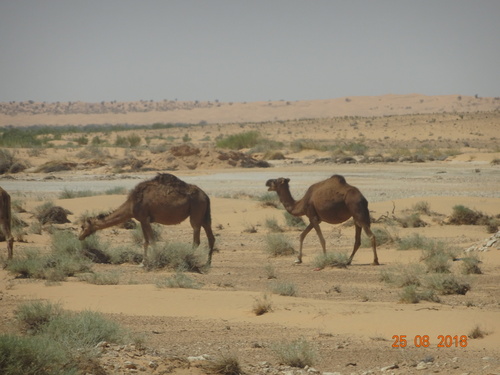 Dromedary Camel