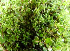 Coprosma atropurpurea