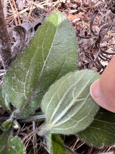 Purpledisk Sunflower (Helianthus atrorubens)