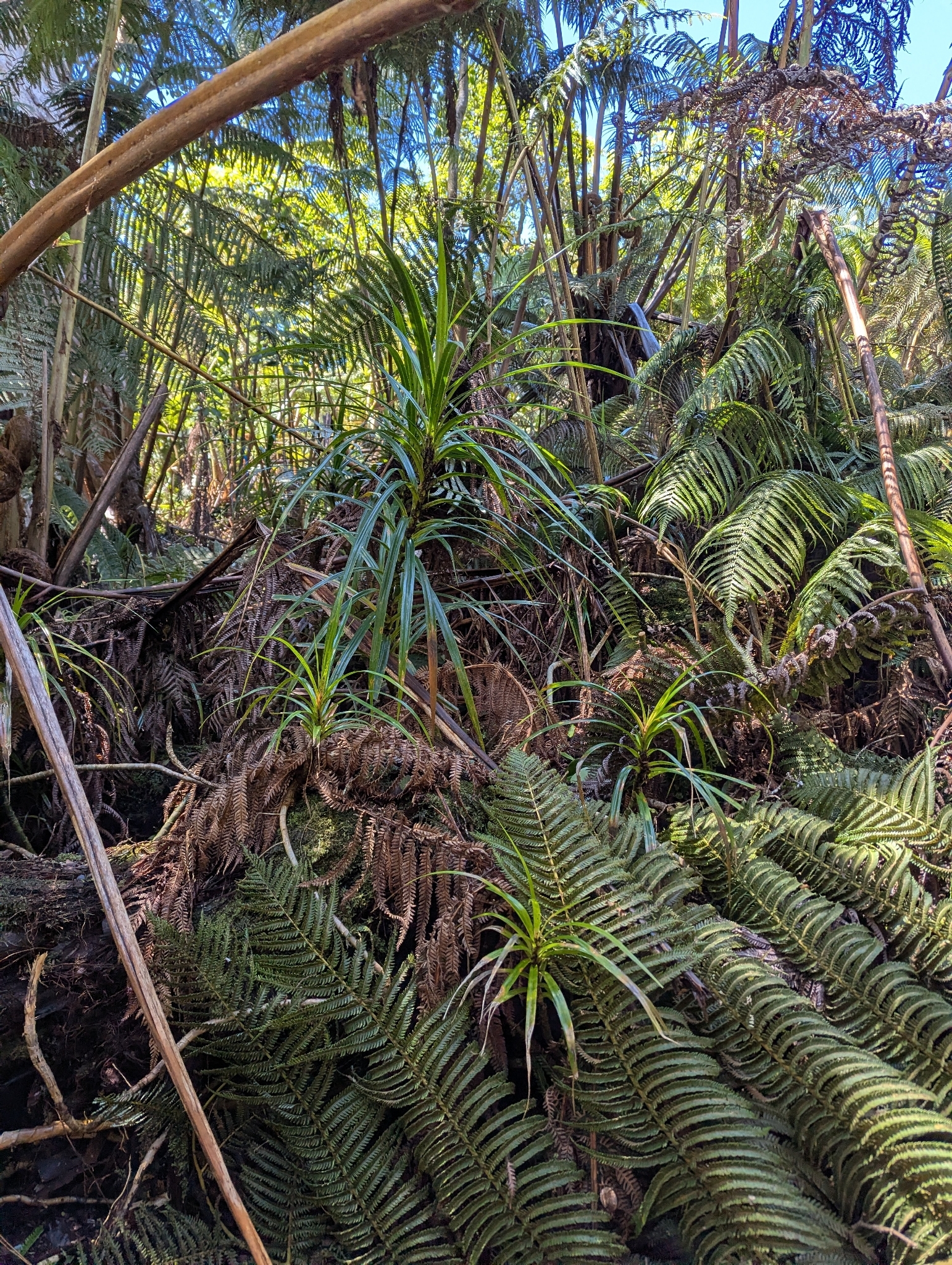 'ie'ie (Freycinetia arborea)