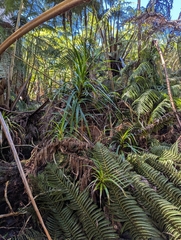'ie'ie (Freycinetia arborea)