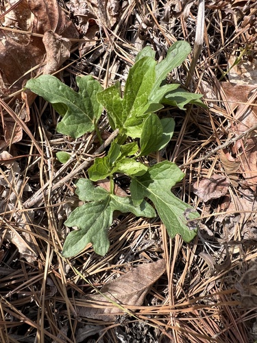 lion's foot rattlesnake root (Nabalus serpentaria)