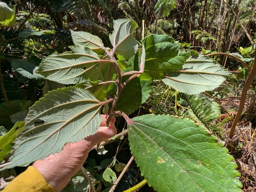 Māmaki (Pipturus albidus)