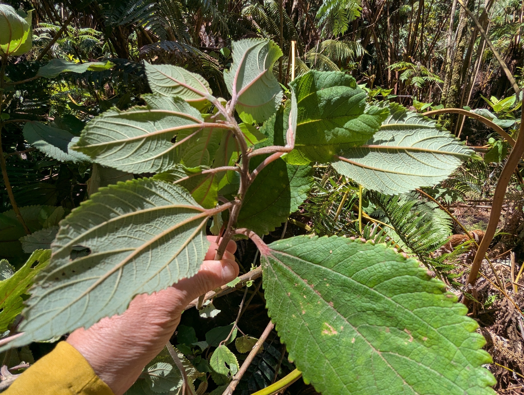 Māmaki (Pipturus albidus)
