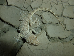 Tenuidactylus caspius