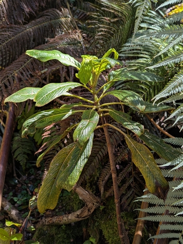 Kanawao (Hydrangea arguta)